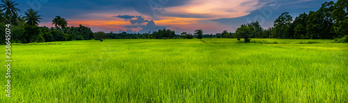 Panorama of a green rice field in the evening over the sunset in Thailand