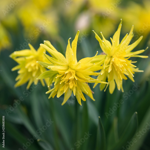 Daffodil rip van winkle flower. (Narcissus pumilus). Square image. Soft selective focus.