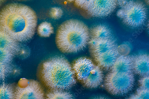 close up petri dish with microbe colony