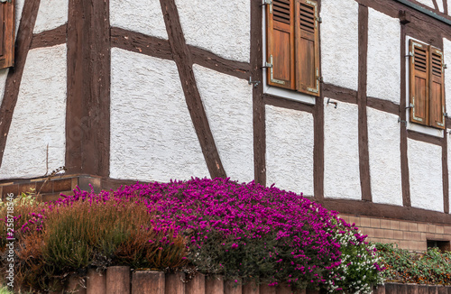 Fioletowe, kwitnace kwiaty na wiosne pod oknem z okiennicami.