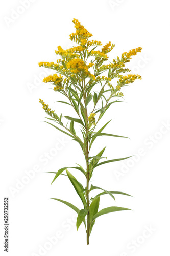 Twig of a blossoming goldenrod isolated on a white background.