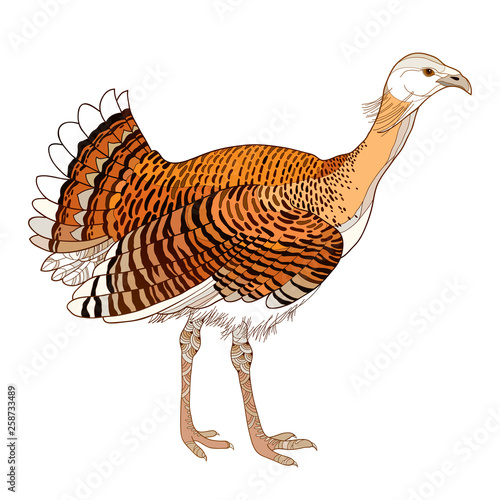 Drawing of adult male Great Bustard or Otis tarda in contour style isolated on white background.