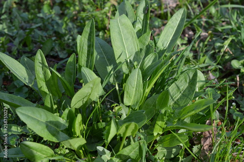 Szczaw zwyczajny, młode rośliny wczesną wiosną, Rumex acetosa