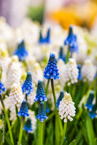 bright muscari flowers