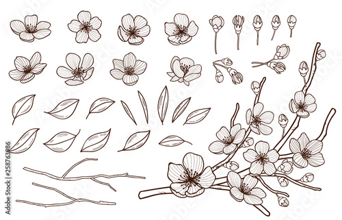 Hand drawn spring flowers blossoming set. Sakura flowers,buds, leaves and branches isolated on white background.Cherry ,plums,apple tree blossom elements bundle . Vector illustration.