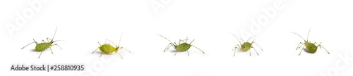 green aphid