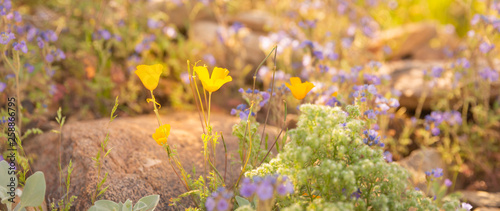 With the arrival of spring, colorful and delicate wildflowers litter the desert floor of the Sonoran desert in south west United States, adding to the desert wilderness beauty