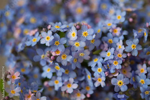 Background with flowers forget me not flowers, blur, soft focus
