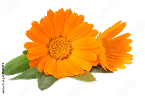 marigold flowers with green leaf isolated on white background. calendula flower.