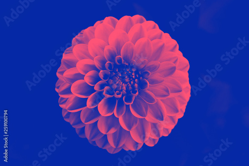 Beautiful duotone сhrysanthemum flower. Close-up. Macro. Living Coral - color of the year 2019