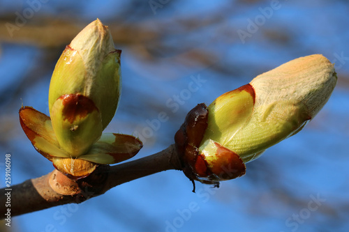 Knospen einer Kastanie