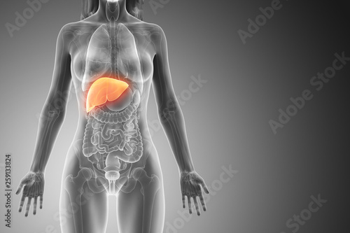 3d rendered medically accurate illustration of a womans liver