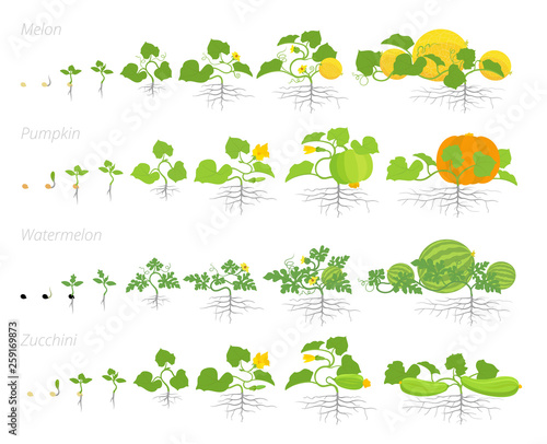 Set of cucurbitaceae plants growth animation. Pumpkin melon and watermelon zucchini or courgette plant. Vector infographics showing the progression growing plants.