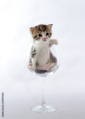 tabby color kitten sitting in a large wine glass