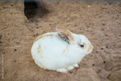 White rabbit eating in stable