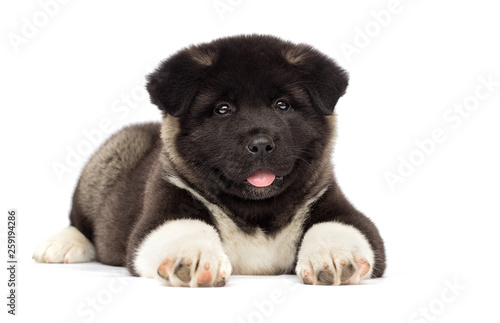 little american akita puppies on white background