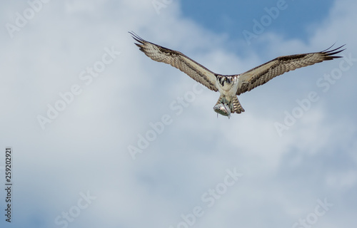 Osprey with fish in florida