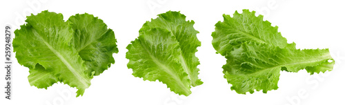 lettuce leaves Clipping Path
