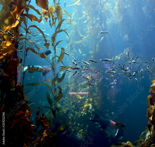 kelp forest exploration
