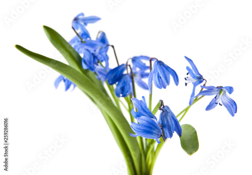 blue scilla isolated on white background close-up