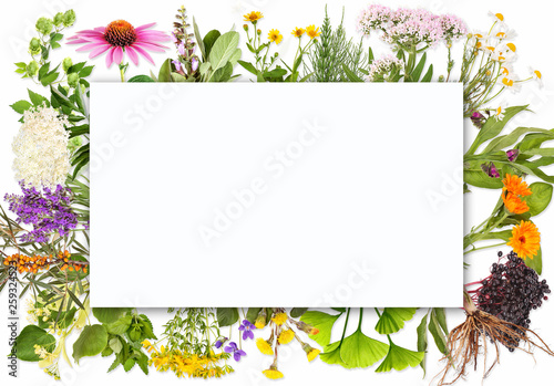 Blank label with medical plants