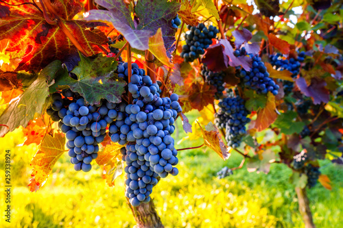 Weinstock zur Weinlese im Herbst 