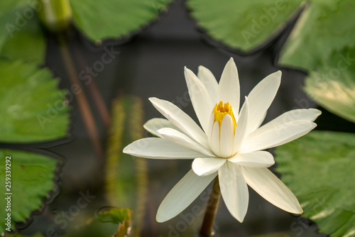 Selective focus close up shot of single white lotus flower blossom blooming with bee and blurred clear water in the pond and green lotus leaf. The meaning of purity and devotion in buddhism.