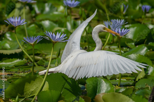 A Little Egret in a colourful lilly pond in Queensland, Australia