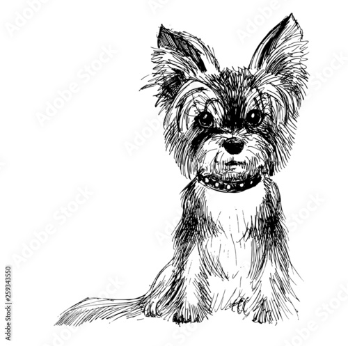 Yorkshire Terrier, dashed black and white sketch, vector