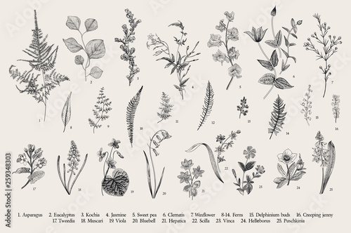 Spring flowers and ferns. Set. Vintage vector botanical illustration. Black and white