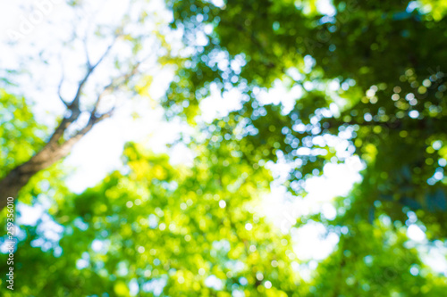 Green tree leaf fresh foliage blurred background with bokeh