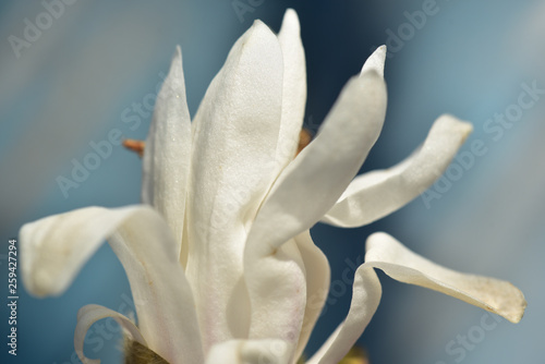 weiße anemone blüht vor blauem hintergrund