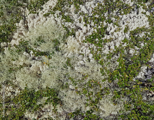 Close-up of the tundra plants and lichens