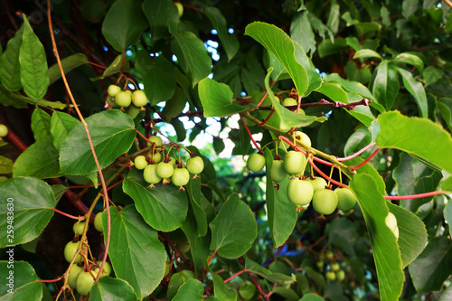 wild actinidia plant