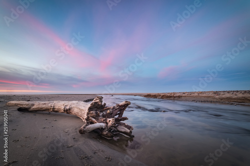Old dried tree trunk on the beach. Pink clouds and blue sky over the fast river at sunset