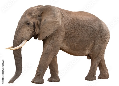 Big Male African Elephant in Musth - isolated