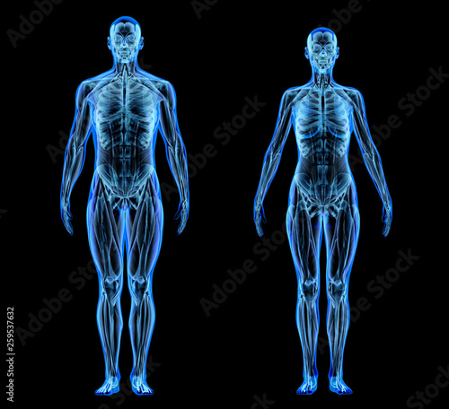 Man and woman muscle and skeletal systems. X-ray.