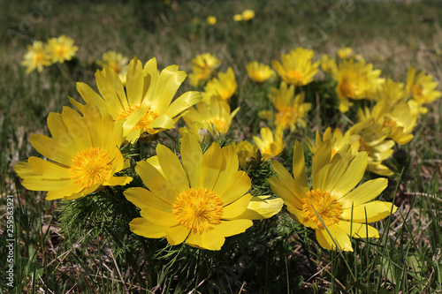 yellow adonis blooming in a meadow