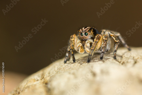 Macro closeup. Hyllus semicupreus Jumping Spider on a rock.