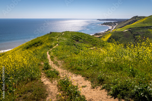 Corral Canyon Super Bloom