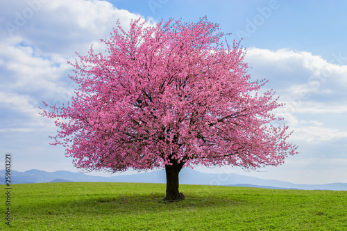 Flowering tree of Japanese sakura in spring. One tree on green meadow. Single or isolated cherry tree on the horizon. Landscape, scenery or countryside in spring time with green grass .