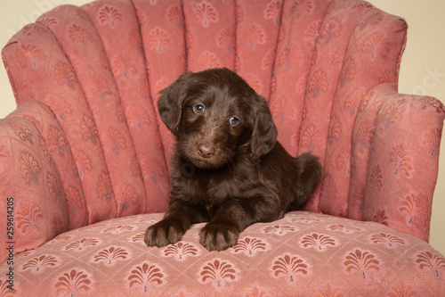 Cute brown labradoodle puppy lying on pink chair in studio