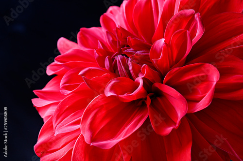 Close up shot of pink crimson dahlia flower with visible petal pattern on gigantic but. Isolated background, close up, copy space, top view.