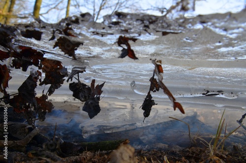 tafla lodu położona na ognisku w celu ugaszenia, zbliżenie od spodu, wmarznięte liście jak motyle 1