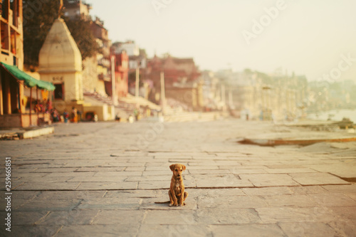 Little puppy dog sitting alone on the street. Varanasi city, India