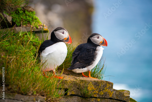 Atlantic puffin also know as common puffin is a species of seabird in the auk family. Iceland, Norway, Faroe Islands, Newfoundland and Labrador in Canada are known to be large colony of this puffin.