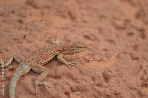 Lizard in Desert