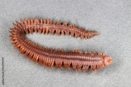 Clam worm (Nereis sp.) (ventral view)