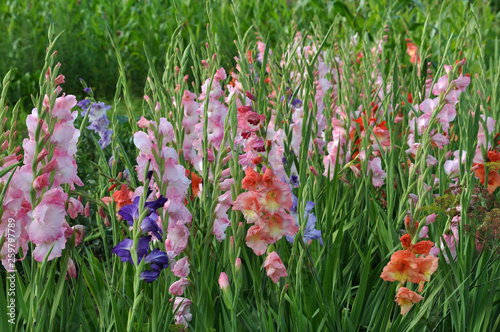 Blossom of colorful gladioluses