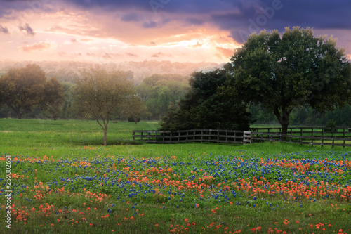 Field with bluebonnets and fence at sunset. Texas, United States